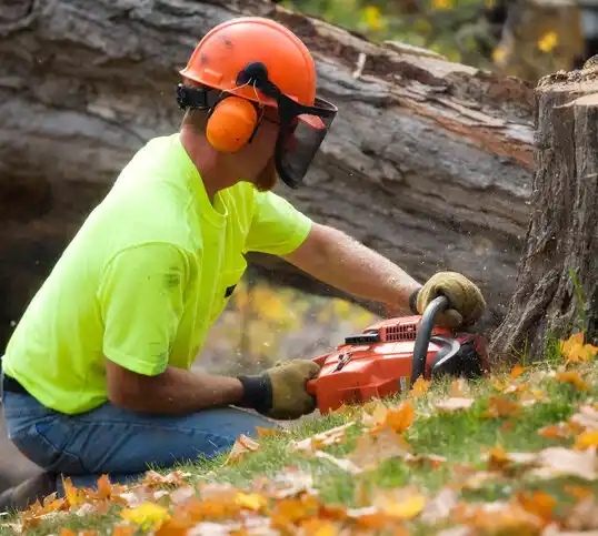 tree services Clifton Springs